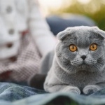 Scottish Fold hd photos