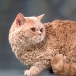 Selkirk Rex high quality wallpapers