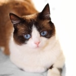 Snowshoe cat wallpaper