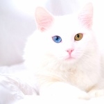 Turkish Angora photo