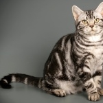 American Shorthair images