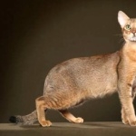 Chausie breed