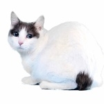 Japanese Bobtail free download