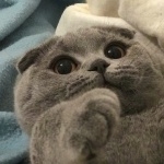 Scottish Fold 1080p