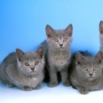 Chartreux pics