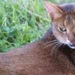 Chausie free download