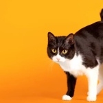 Japanese Bobtail photo