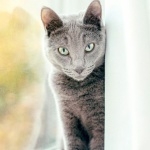 Russian Blue photos