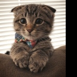 Scottish Fold wallpapers hd