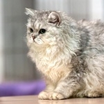 Selkirk Rex photos