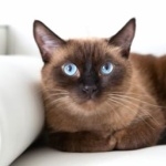 Snowshoe cat wallpapers