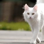 Turkish Angora hd wallpaper