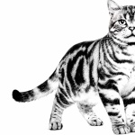 American Shorthair download wallpaper