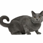 Chartreux images