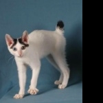 Japanese Bobtail widescreen