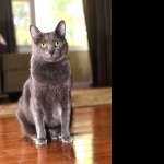 Korat cute