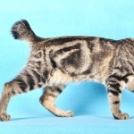 Kurilian Bobtail images