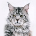 Maine Coon 2025