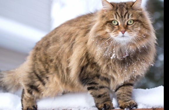 Siberian cat