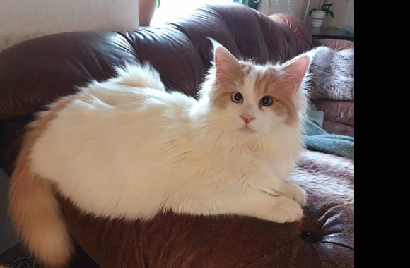 Turkish Van