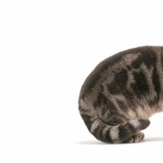 American Shorthair image