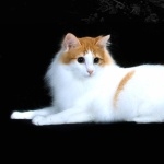 Japanese Bobtail download wallpaper