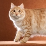 Kurilian Bobtail high definition photo