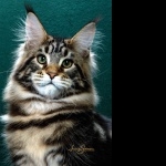 Maine Coon wallpapers hd