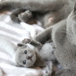 Russian Blue hd pics