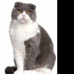 Scottish Fold high definition wallpapers