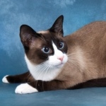 Snowshoe cat new photos