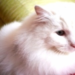 Turkish Angora 2025