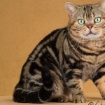 American Shorthair funny