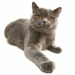 Brazilian Shorthair hd photos