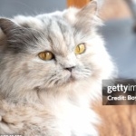 British Semi-longhair breed