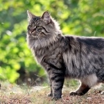 Forest Cat photo