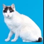 Japanese Bobtail new photos