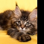 Maine Coon free download