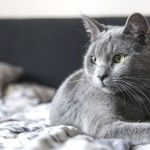 Russian Blue 2025