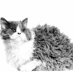 Selkirk Rex hd desktop