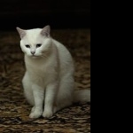 Turkish Angora new wallpapers