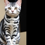 American Shorthair pic