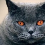 Chartreux photo