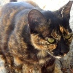 Cyprus cat photo