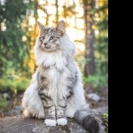 Forest Cat 1080p