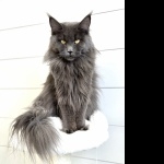 Maine Coon photo