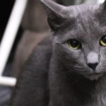 Russian Blue cute