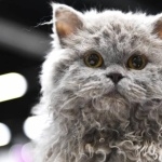 Selkirk Rex wallpaper