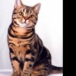 American Shorthair photo