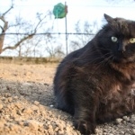 Asian Semi-longhair breed